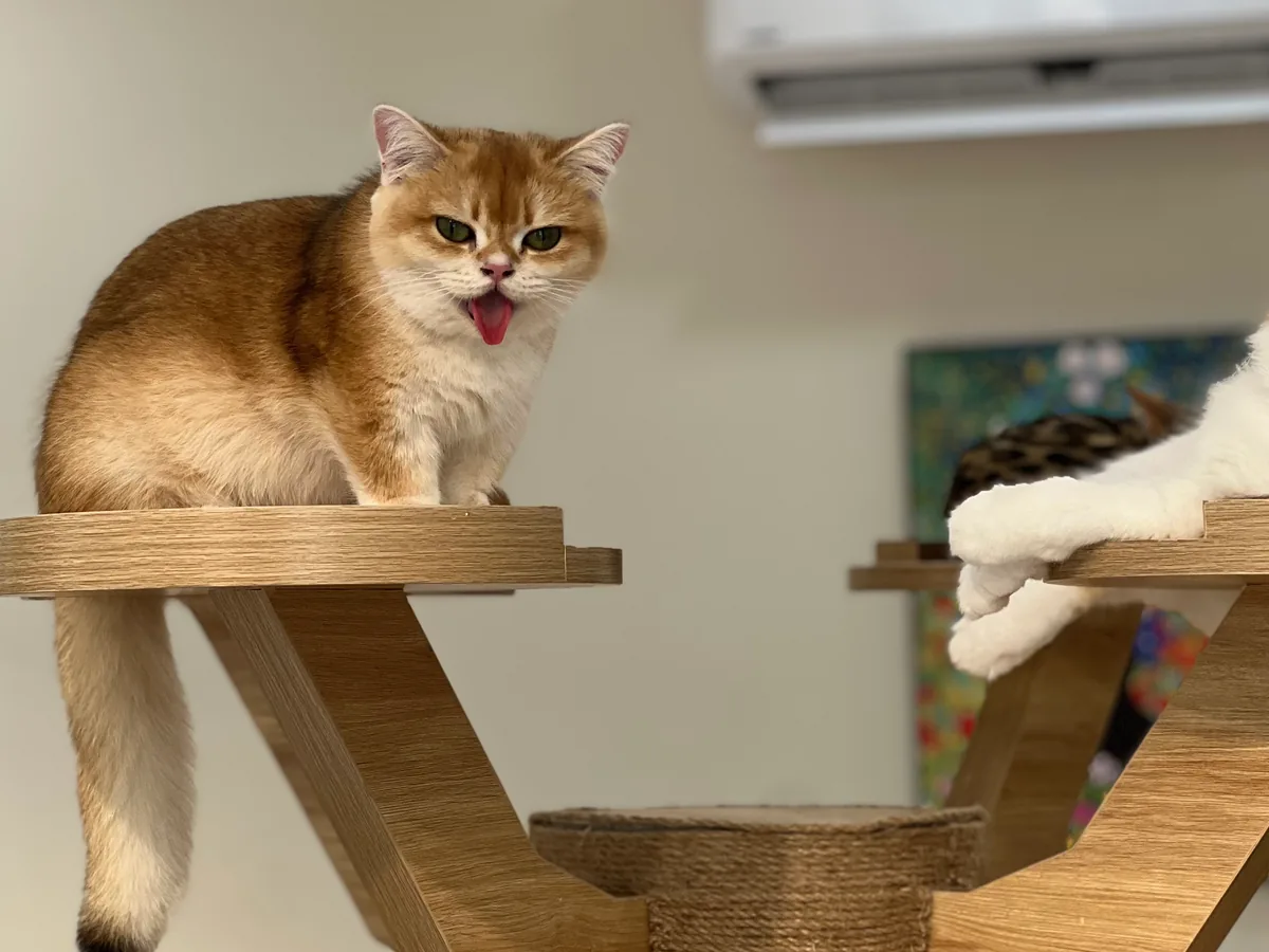 Daisy, a golden British Shorthair cat