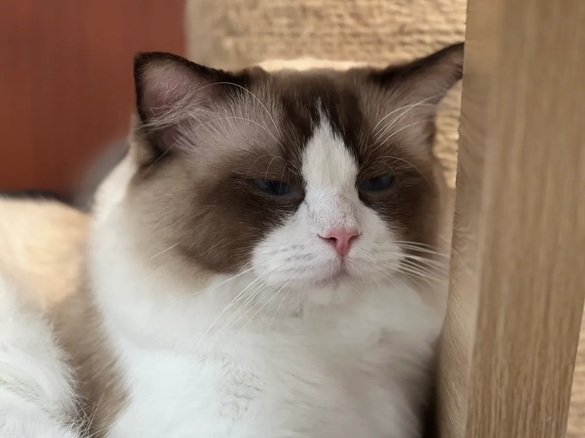 Iris, a brown and white Ragdoll cat