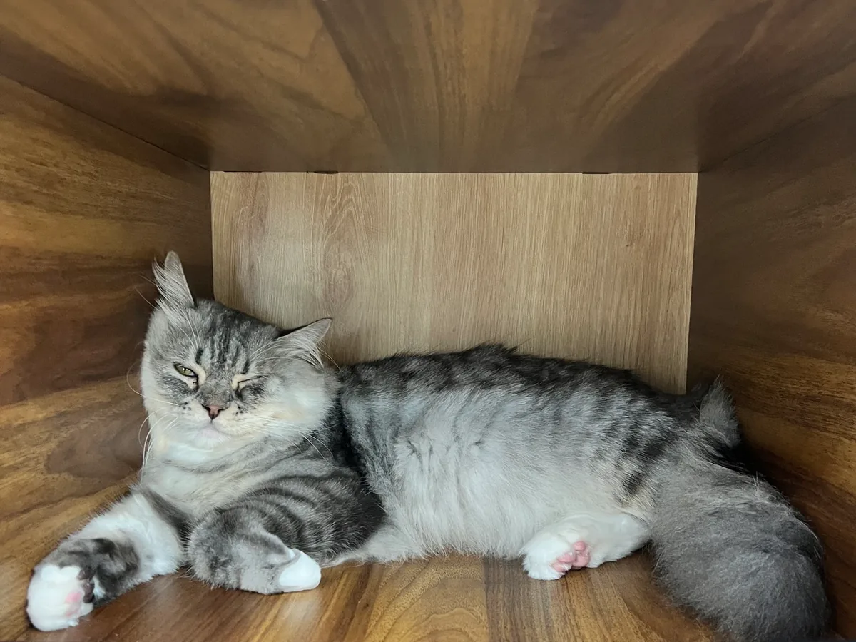 Hibiscus, a silver tabby British Shorthair cat