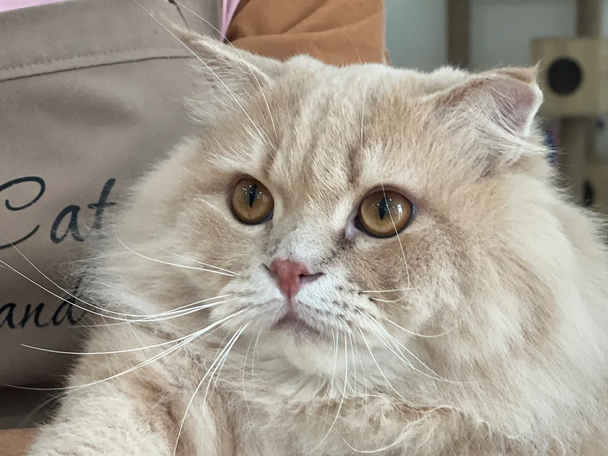 Leo, a cream British Longhair cat