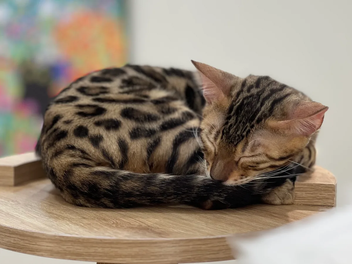 Ghini, a spotted Bengal cat
