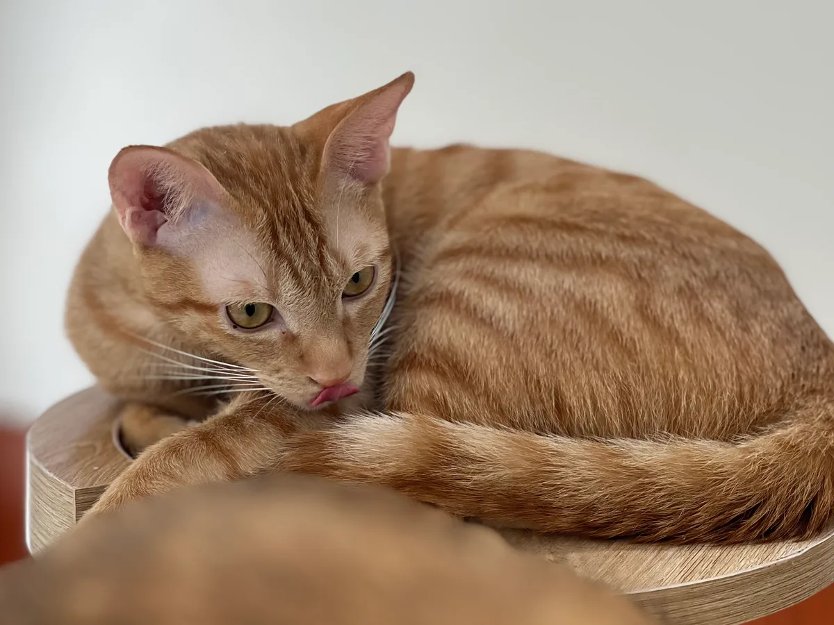 Luna, a ginger Oriental Shorthair cat