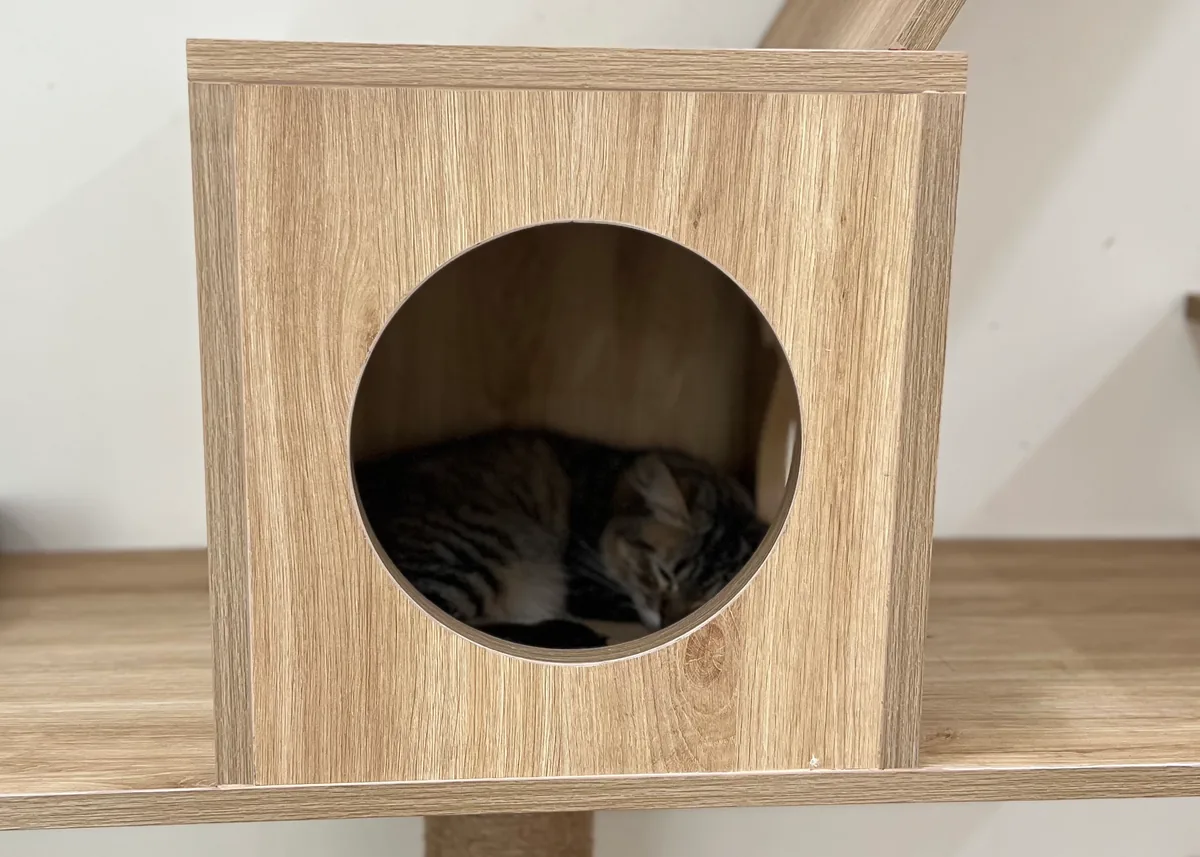 A relaxed cat sleeping on a round cat tree platform